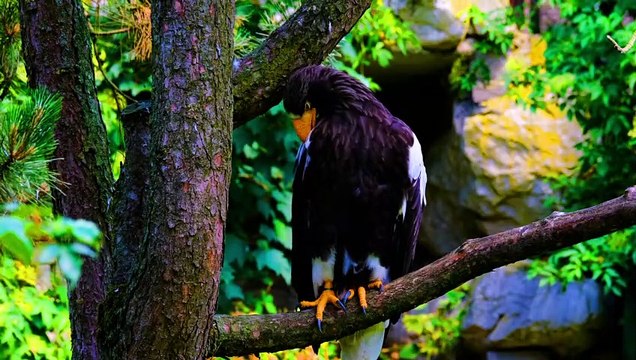 Beautiful Animals Collection in 4K VIDEO ULTRA HD 60FPS _ Wild Animals 4K