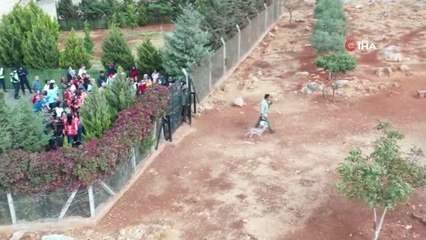 Hatay'da dağ ceylanlarına büyük ilgi: Bir ayda iki bin ziyaretçi
