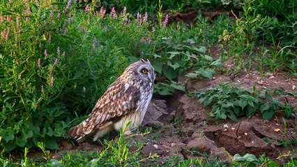 Short-eared Owl (Asio Flammeus)