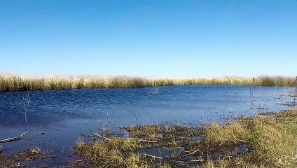 Hermoso Dia Ventoso en el Campo -  Sonidos de la Naturaleza | Matías HD