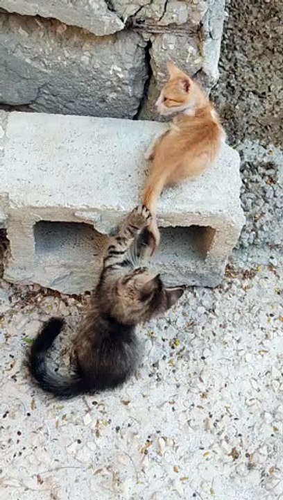 two cat fighting and amazing reaction