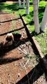 Ao menos 8 cães morrem envenenados em Água Comprida; outros 2 sobreviveram