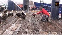 Il nourrit des dizaines d'aigles sauvages sur le quai de ce port