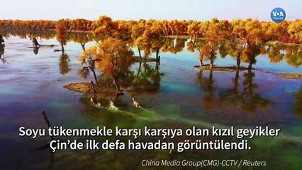 Türü Tehlikedeki Kızıl Geyikler Havadan Görüntülendi