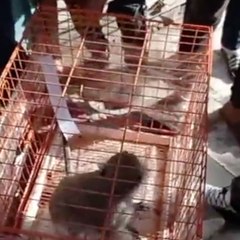 نسناس يثير رعب الأهالي في بورسعيد: مسكوه بعد ما عور 5 أشخاص