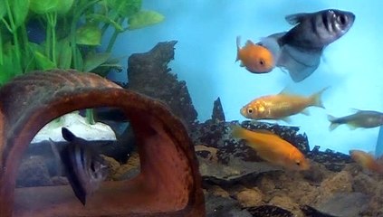 【Lamu chan】3608【ラムちゃん】