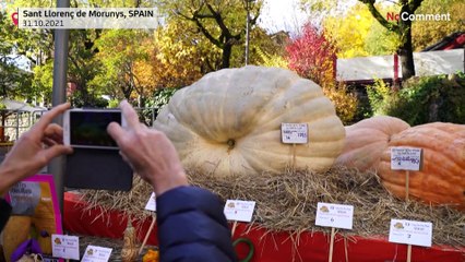 Zombies und 780-Kilo-Kürbisse: So gruselig war Halloween weltweit