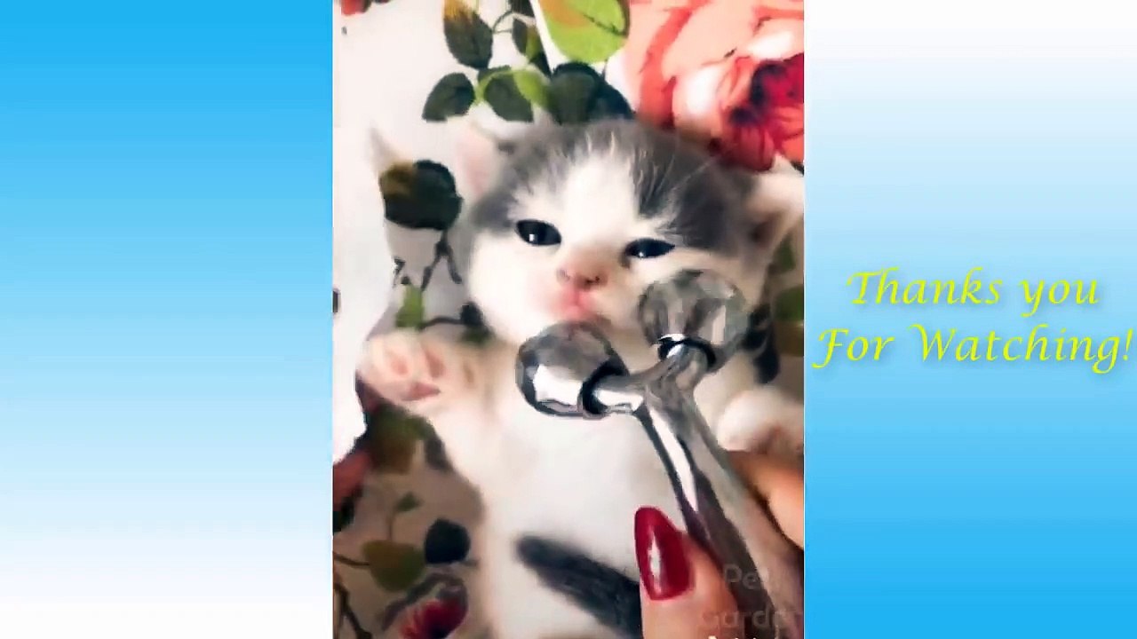 Funniest Pets Don'T Try To Hold Back Laughter