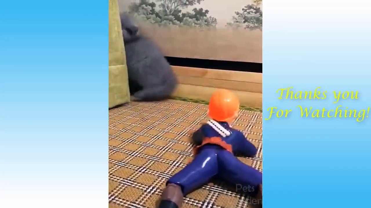 Funny Cats And Cute Kittens Compilation