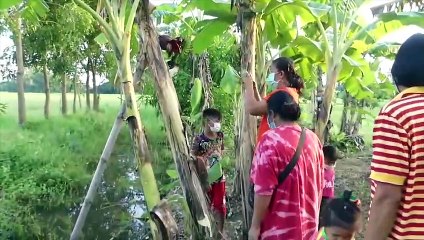 เลขเด็ด1/11/64 ชาวบ้านแห่ตีเลข กล้วยออกเครือกลางต้น (มีคลิป)