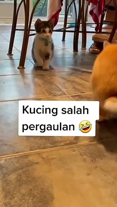 Kucingnya ngapain