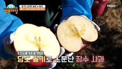 이것이 진정한 과즙이다~ 20대 청년 농부의 탐스러운 사과
