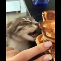 Baby Cats - Cute Cats - Adorable Cats - Funny Cats Compilations PART 16