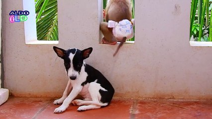 6=Baby ALDO Very Lovely Reaction When See puppy July#6