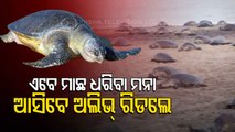 Govt Bans Fishing Around Olive Ridley Turtles' Nesting Sites In Odisha