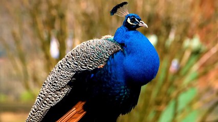 Burung Merak Musim Semi Yang Sangat Imut Ada Di hutan Alam Liar