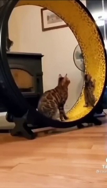Funny Cat Video.Amazing Video