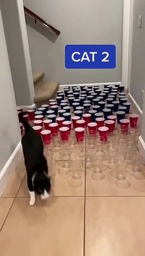 OMG Cute Cats Doing Funny Things Funniest Cats Video Cute Cats #cats