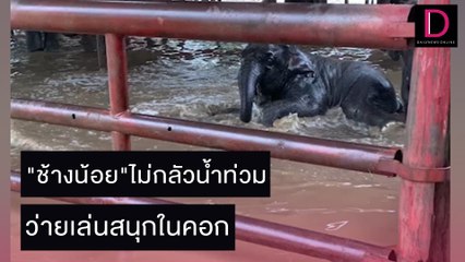 "ช้างน้อย"ไม่กลัวน้ำท่วม ว่ายเล่นสนุกในคอก | ชนคลิปข่าว 01/11/64 เดลินิวส์