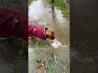 iPhone Water Resistance Tested by Scared Doggy