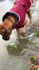 iPhone Water Resistance Tested by Scared Doggy