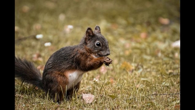 Chipmunk Sounds Effects | Pet Chipmunk Voice Sound Effect | Kingdom Of Awais