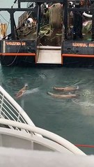 Sea Lion Climbs Aboard Looking for a Quick Meal