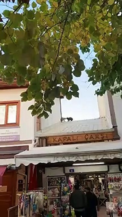 Un drôle de bagarre entre deux chats sur un toit !