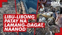 Libu-libong patay na sea creatures, naanod sa UK beach | GMA News Feed