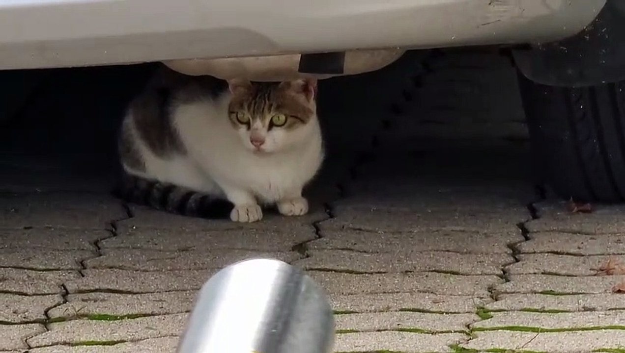 車の下の猫