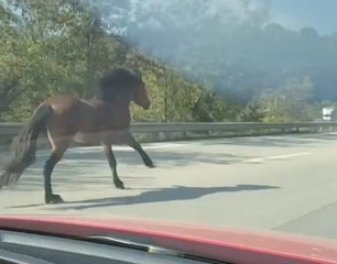 SAHİPSİZ AT KARA YOLUNDA DÖRTNAL KOŞTU