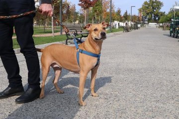 İşte pitbull gerçeği: Asıl sorun 'sahibinde'