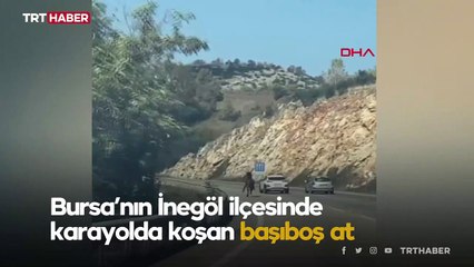 Karayolunda dörtnala koşan at trafiği alt üst etti