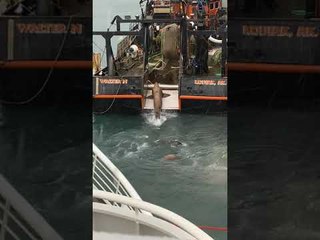 Sea Lion Climbs Aboard Looking for a Quick Meal