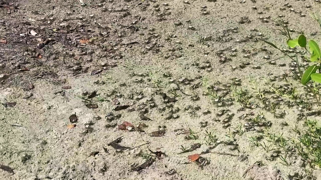 Invasion of Fiddler Crabs on Florida Coast