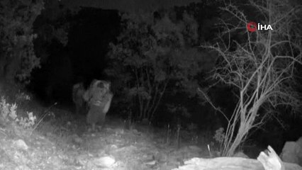 PKK'lı teröristler fotokapana yakalandı, SİHA'lar avladı