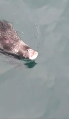 Bu kez denizden balık değil 'yaban domuzu' çıktı