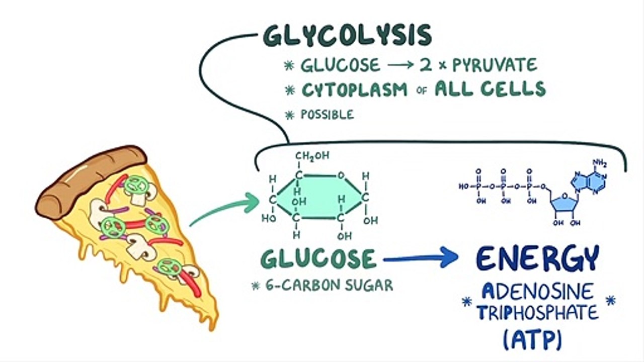 Glycolysis