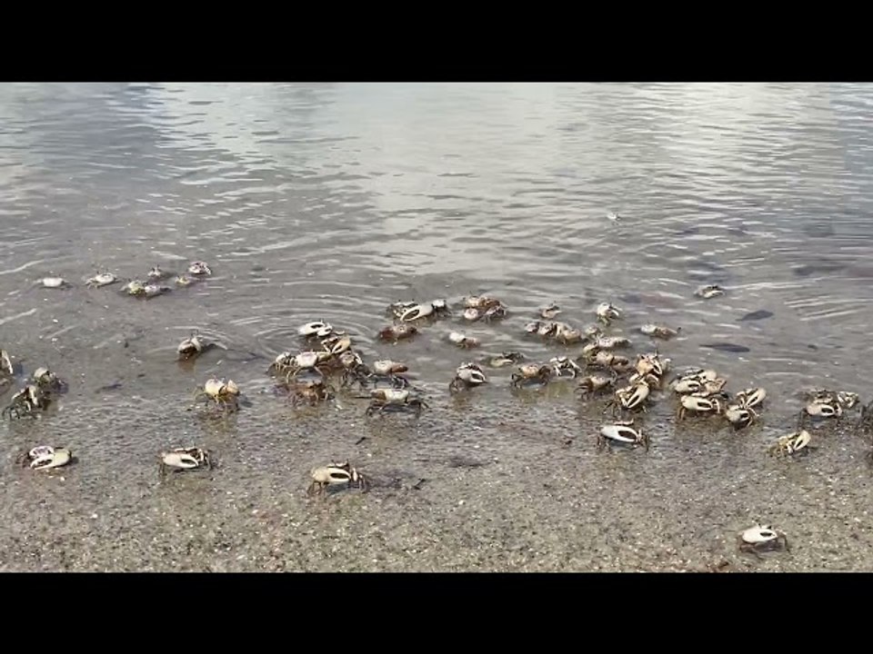 Invasion of Fiddler Crabs on Florida Coast