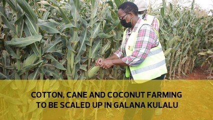 Cotton, cane and coconut farming to be scaled up in Galana Kulalu