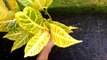 How to Grow Croton Plants From Stem Cuttings
