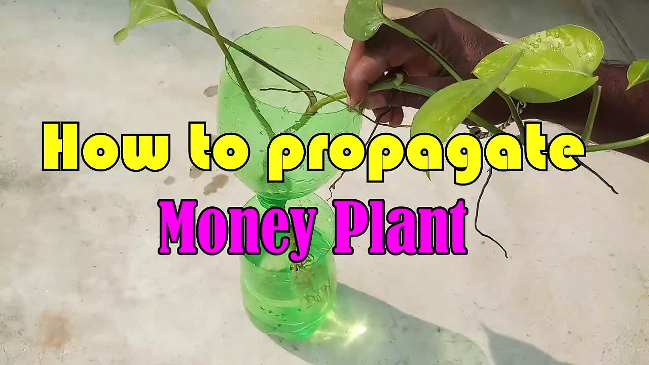 Propagate Money Plant | Growing Money Plant Fast
