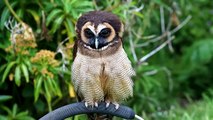 Brown Wood Owl (Strix Leptogrammica)