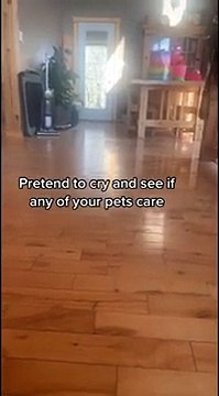 Elle fait semblant de pleurer pour voir la réaction de ses animaux...