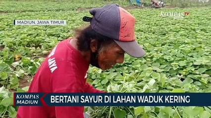Bertani Sayur Di Lahan Waduk Kering