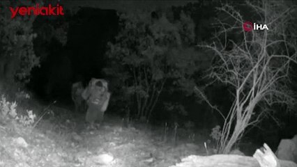 Teröristler böyle görüntülendi! Fotokapan tespit etti SİHA'lar etkisiz hale getirdi
