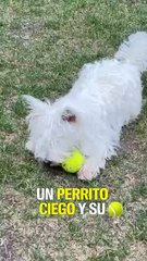 Un perrito ciego y su pelota
