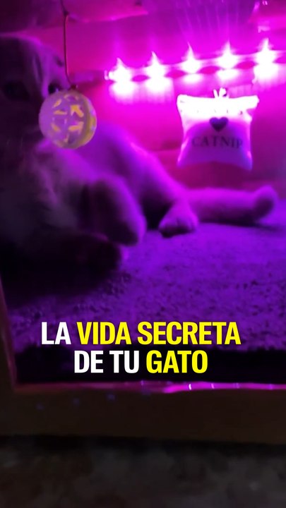 La vida secreta de tu gato