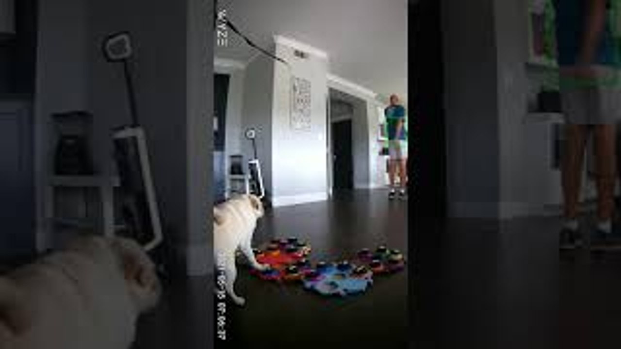 Pug Calls Out Owner For Farting