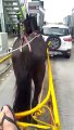 Cavalo fura pedágio em rodovia de Santa Catarina